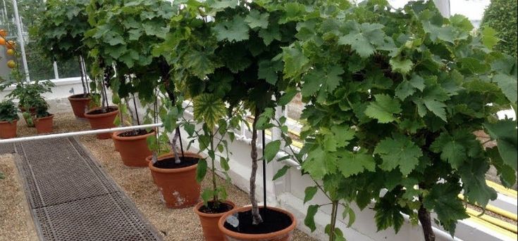 cultivar uvas en maceta es posible y como hacerlo