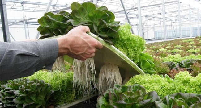 cultivar verduras en agua como hacer tu propio huerto hidroponico
