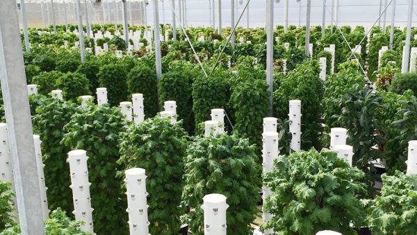 cultivar verduras en un invernadero tu jardin abundante todo el ano