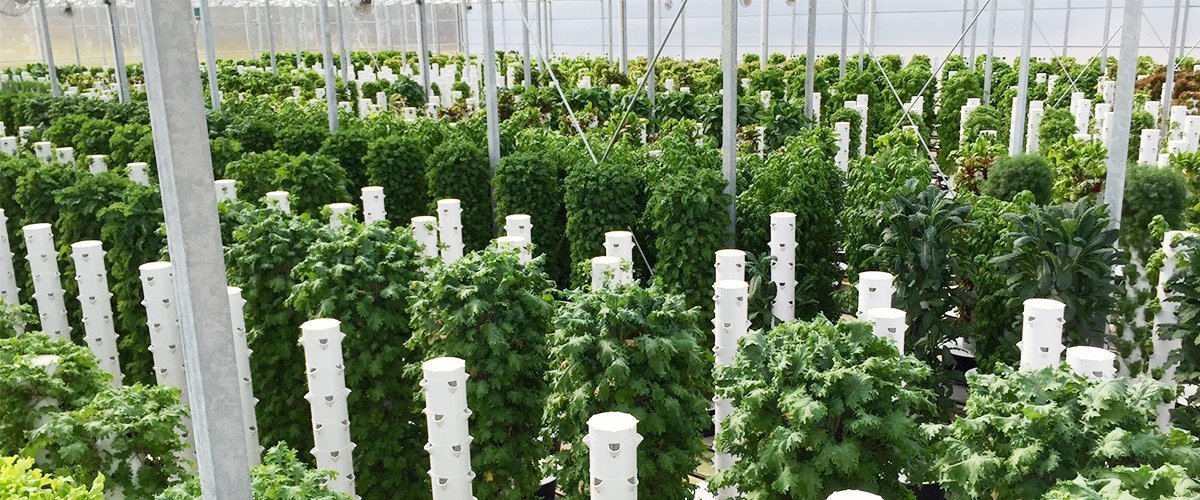 cultivar verduras en un invernadero tu jardin abundante todo el ano