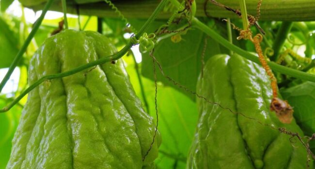 cultivo de chayote guia completa para plantar y cuidar