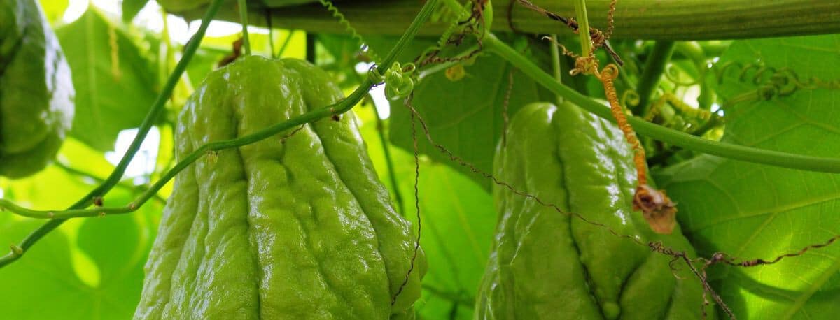 cultivo de chayote guia completa para plantar y cuidar