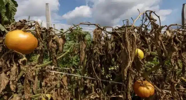 cultivo de chiles scotch bonnet guia definitiva para un calor intenso