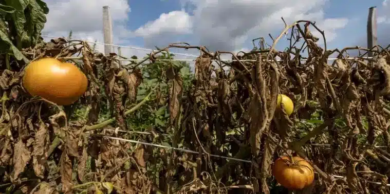 cultivo de chiles scotch bonnet guia definitiva para un calor intenso