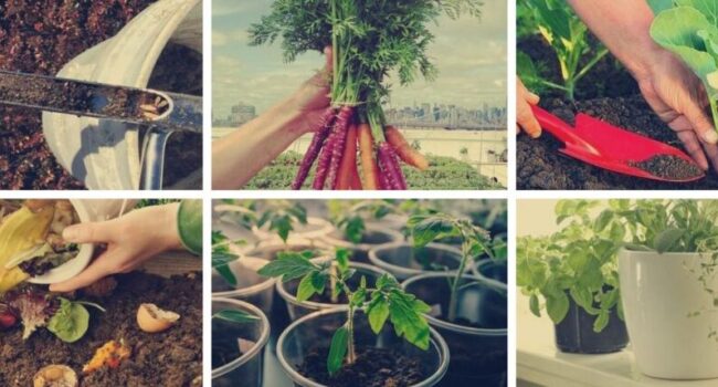 cultivo de hinojo en macetas guia para un bulbo perfecto