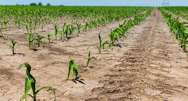 cultivos de cobertura para arcillas soluciones naturales para suelos compactados