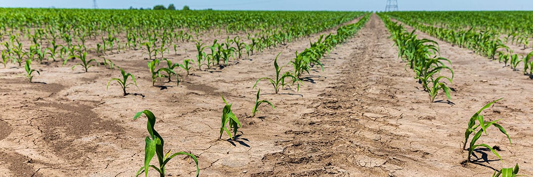 cultivos de cobertura para arcillas soluciones naturales para suelos compactados