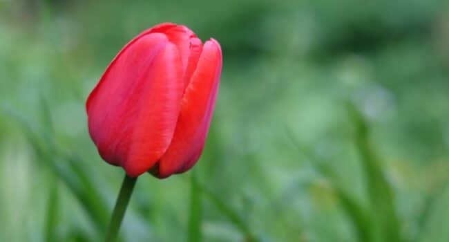 Curación de Bulbos de Narciso: Cómo Desenterrar, Almacenar y Preparar para la Próxima Floración