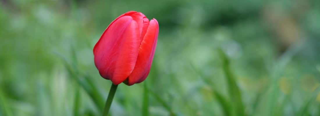 Curación de Bulbos de Narciso: Cómo Desenterrar, Almacenar y Preparar para la Próxima Floración