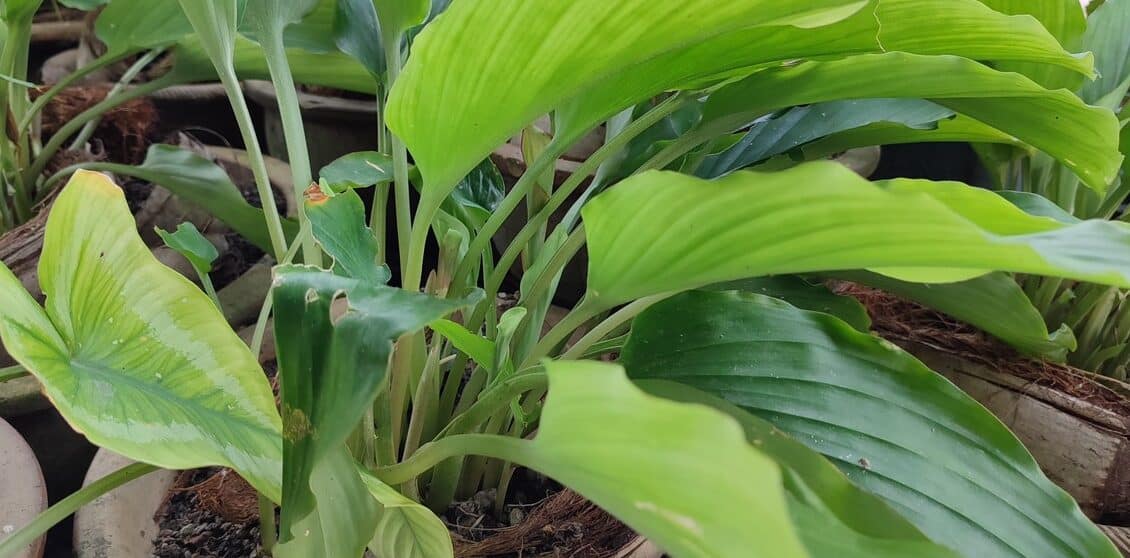 curcuma guia completa para cultivarla en casa y disfrutar de sus beneficios