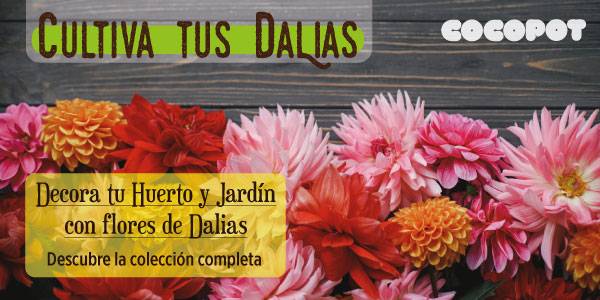 dalias en zona 7 anuales o perennes guia completa
