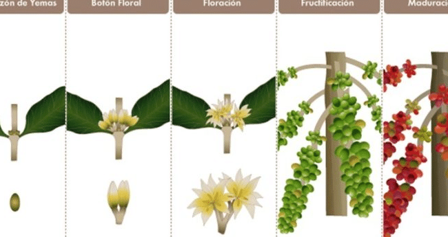 deadheading flores de globo guia para una floracion abundante