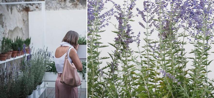 deadheading lirios guia para un jardin mas vibrante