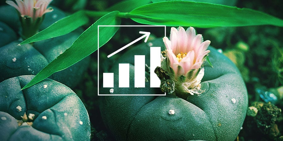 descubre los cactus comestibles guia completa para cultivar y disfrutar