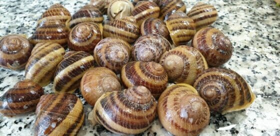 determinantes o indeterminadas la clave para cultivar papas yukon gold y russet