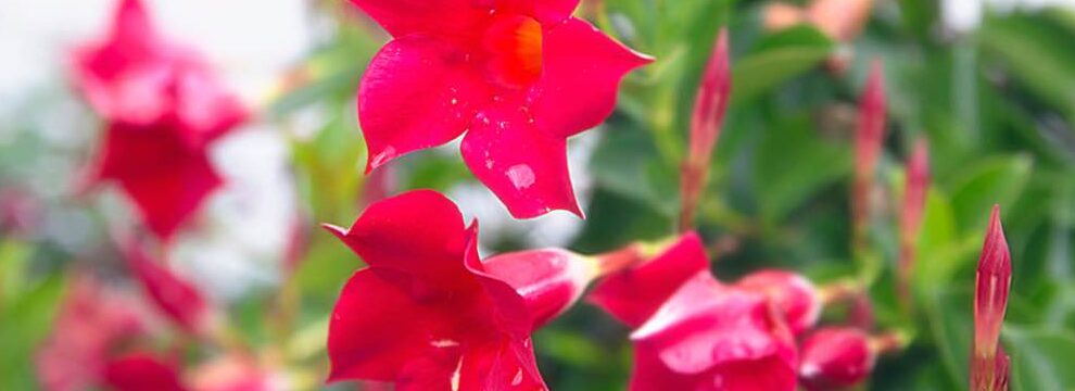 dipladenia vs mandevilla descubre la diferencia y cultiva esta belleza tropical