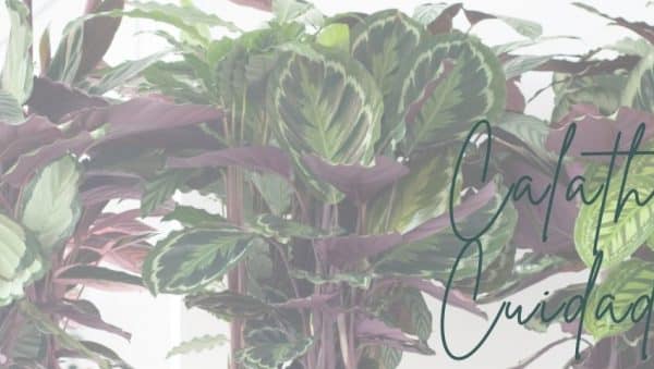 dividiendo la ave del paraiso como multiplicar tus plantas tropicales