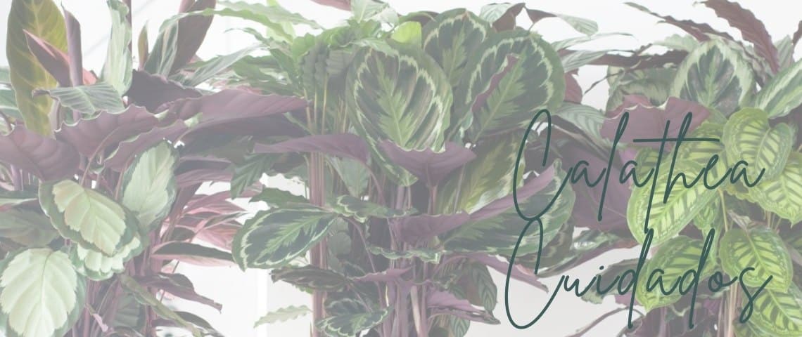 dividiendo la ave del paraiso como multiplicar tus plantas tropicales