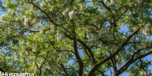 donde crecen los arboles de acacia clima suelo y mas