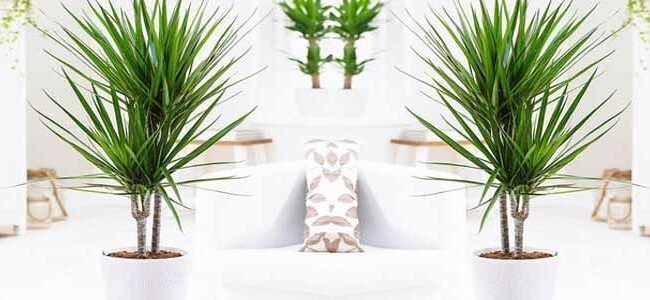 Dracaena: Guía Completa para su Cuidado y Cultivo en Interior