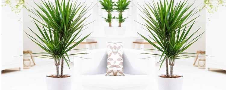 Dracaena: Guía Completa para su Cuidado y Cultivo en Interior