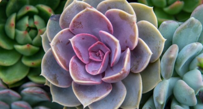 Echeveria: Guía Completa de Cuidados para Suculentas