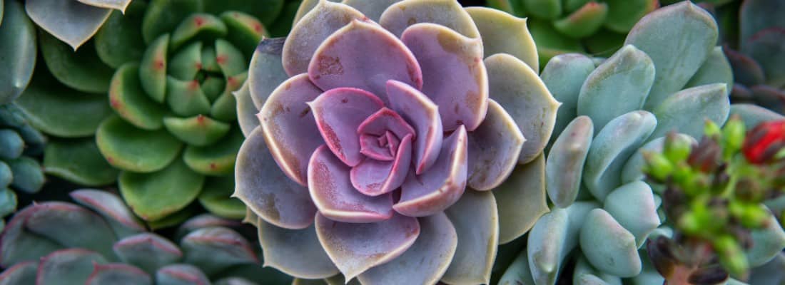 Echeveria: Guía Completa de Cuidados para Suculentas