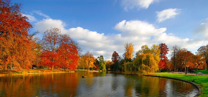 El ciclo de vida de las hojas: ¿Por qué cambian de color en otoño?