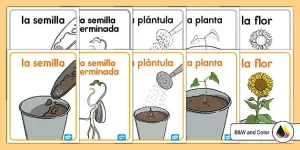 el ciclo de vida de una semilla desde la germinacion hasta la floracion