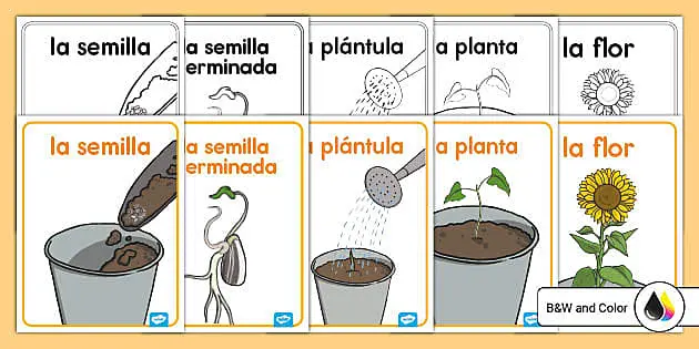 El Ciclo de Vida de una Semilla: Desde la Germinación hasta la Floración