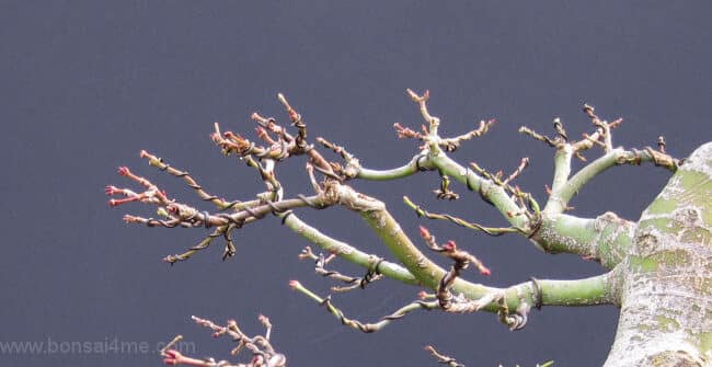 eliminar liquenes de los arboles naturalmente metodos sencillos y efectivos