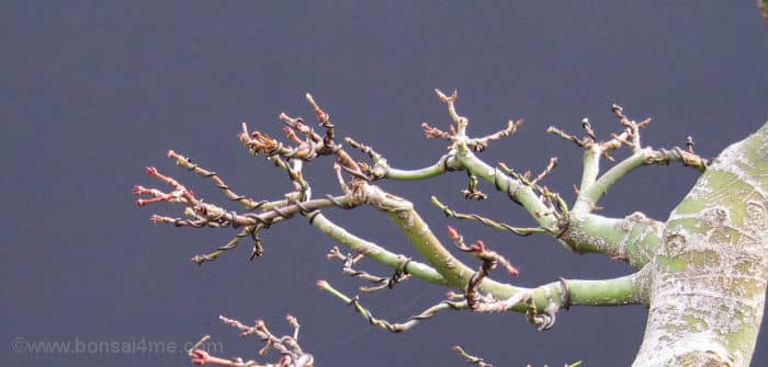 eliminar liquenes de los arboles naturalmente metodos sencillos y efectivos