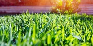 eliminar zoysia guia definitiva para control y remocion