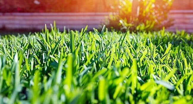 eliminar zoysia guia definitiva para control y remocion