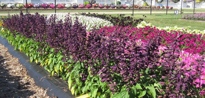 Enredadera de Copa y Platillo: Cómo Cultivar Esta Hermosa Planta Trepadora