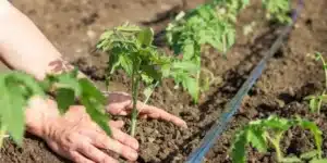 espaciado de tomates la guia definitiva para un jardin productivo