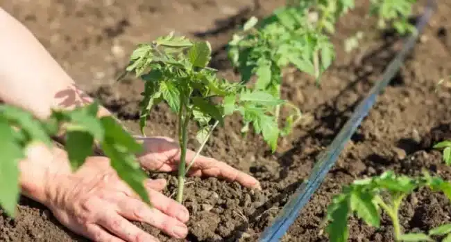 espaciado de tomates la guia definitiva para un jardin productivo