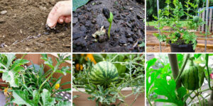 espacio ideal para cultivar sandias cuanto separas tus plantas