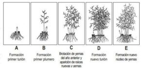 esparragos desde semilla guia completa para cultivarlos en casa