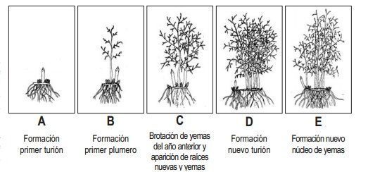 esparragos desde semilla guia completa para cultivarlos en casa