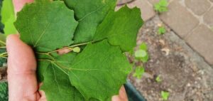 espino blanco guia completa para su cultivo y cuidados