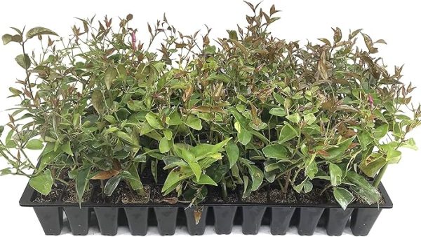 estrella de jazmin como cobertura vegetal guia completa para un jardin fragante