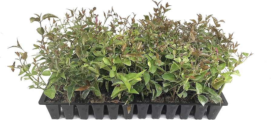 estrella de jazmin como cobertura vegetal guia completa para un jardin fragante