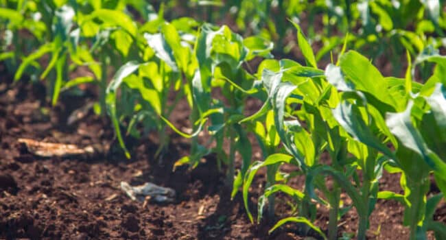 exceso de fosforo en el suelo como controlarlo y recuperar la salud de tu jardin