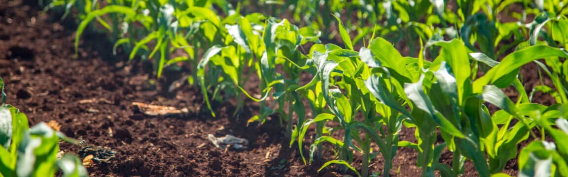 exceso de fosforo en el suelo como controlarlo y recuperar la salud de tu jardin