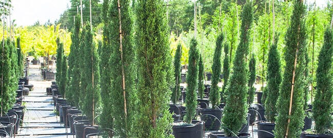 fertilizante para arborvitae guia completa para un crecimiento saludable