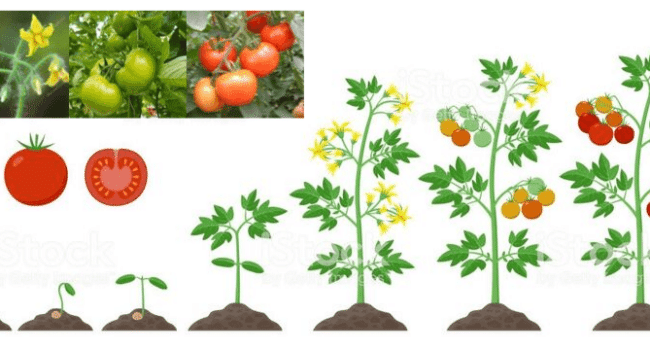 fertilizante para tomates guia completa para nutrir tus plantas