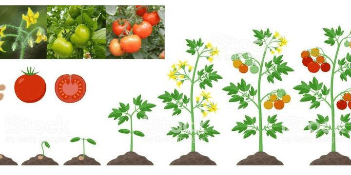 fertilizante para tomates guia completa para nutrir tus plantas