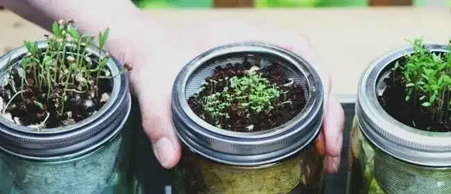 fertilizantes caseros para plantas guia completa sin desperdiciar