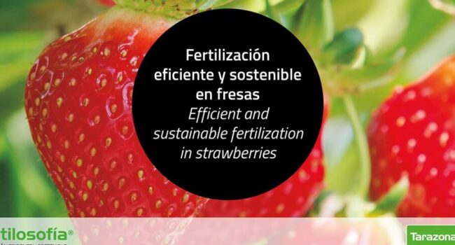 fertilizar fresas guia completa para una abundante cosecha